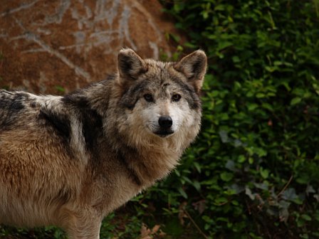 Wolf England