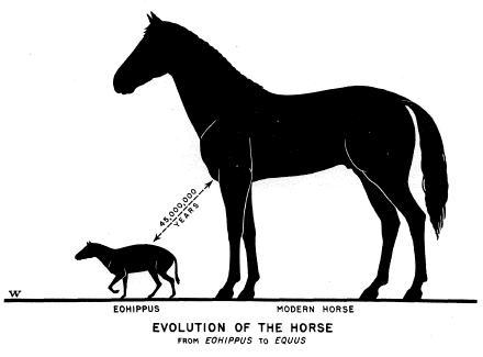 Horse Evolution Fossils