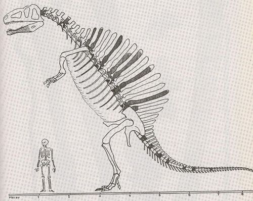 Neural Spine Sail, Shantungosaurus, deinosuchus, kaprosuchus
